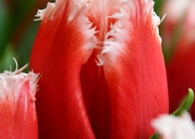 Tulipa New Santa (3)