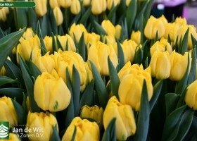 Tulipa Nikon (2)