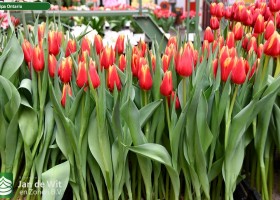Tulipa Ontario (1)