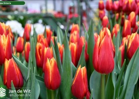 Tulipa Ontario (2)