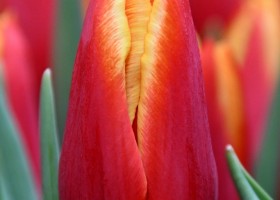 Tulipa Ontario (3)