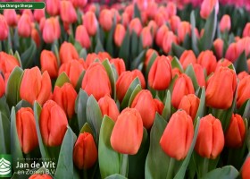 Tulipa Orange Sherpa (2)