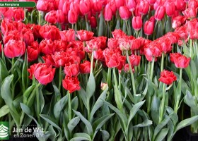 Tulipa Pamplona (1)