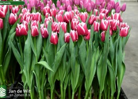 Tulipa Picardy (1)