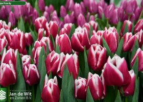 Tulipa Picardy (2)