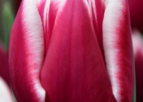 Tulipa Picardy (3)