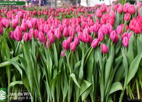 Tulipa Pink Dolphin (1)