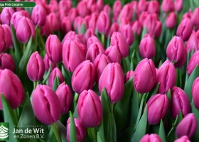 Tulipa Pink Dolphin (2)