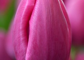 Tulipa Pink Dolphin (3)