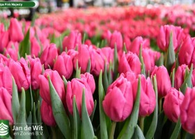 Tulipa Pink Majesty (2)