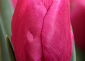 Tulipa Pink Majesty (3)