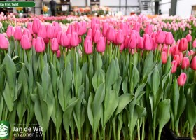 Tulipa Pink Twist (1)