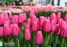 Tulipa Pink Twist (2)