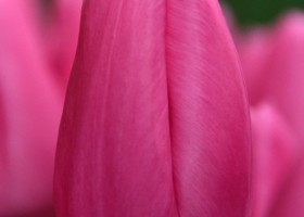 Tulipa Pink Twist (3)
