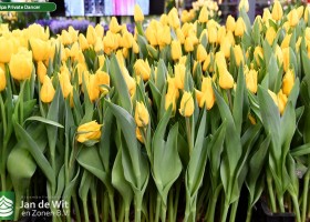 Tulipa Private Dancer (1)