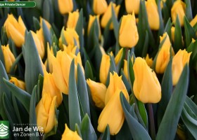 Tulipa Private Dancer (2)