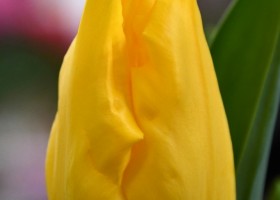 Tulipa Private Dancer (3)