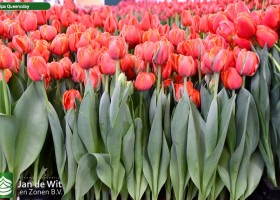 Tulipa Queensday (1)