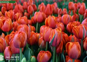 Tulipa Queensday (2)