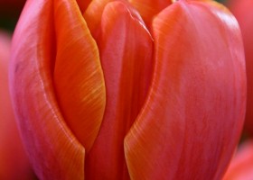 Tulipa Queensday (3)