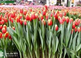 Tulipa Ready (1)