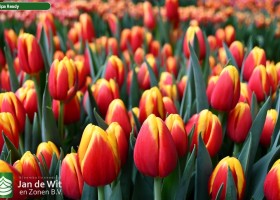 Tulipa Ready (2)