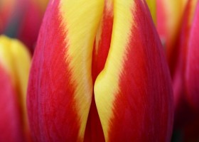 Tulipa Ready (3)
