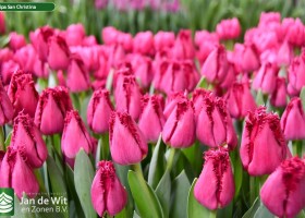 Tulipa San Christina (2)