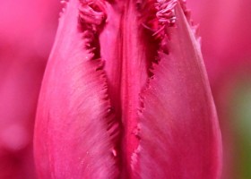 Tulipa San Christina (3)