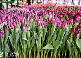 Tulipa San Clemente (1)