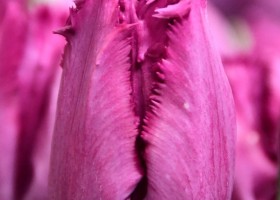 Tulipa San Clemente (3)