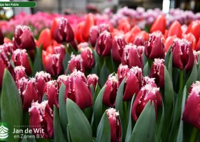 Tulipa San Pablo (2)