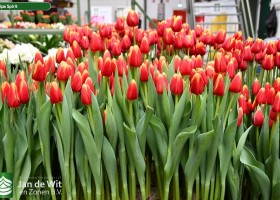 Tulipa Spirit (1)