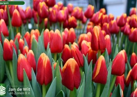 Tulipa Spirit (2)