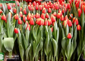 Tulipa Street Racer (1)