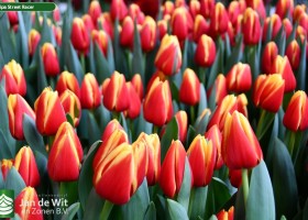 Tulipa Street Racer (2)