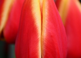 Tulipa Street Racer (3)