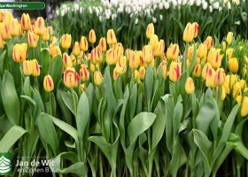 Tulipa Washington (1)