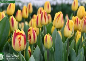 Tulipa Washington (2)