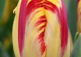 Tulipa Washington (3)