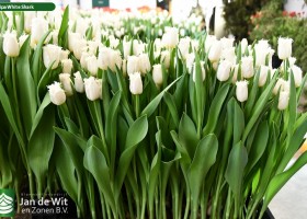 Tulipa White Shark (1)