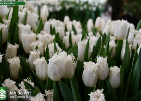 Tulipa White Shark (2)