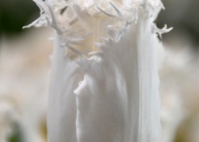 Tulipa White Shark (3)