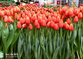 Tulipa World Legendary (1)