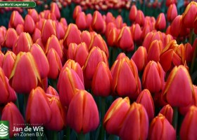 Tulipa World Legendary (2)