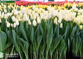 Tulipa Yankee (1)