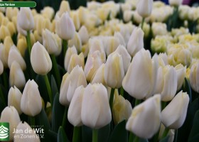 Tulipa Yankee (2)