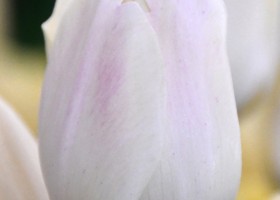Tulipa Yankee (3)