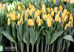 Tulipa Yellow Fabio (1)