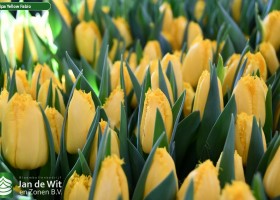 Tulipa Yellow Fabio (2)